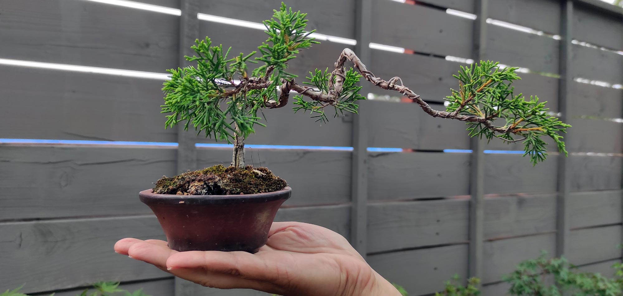 Bonsai Plants