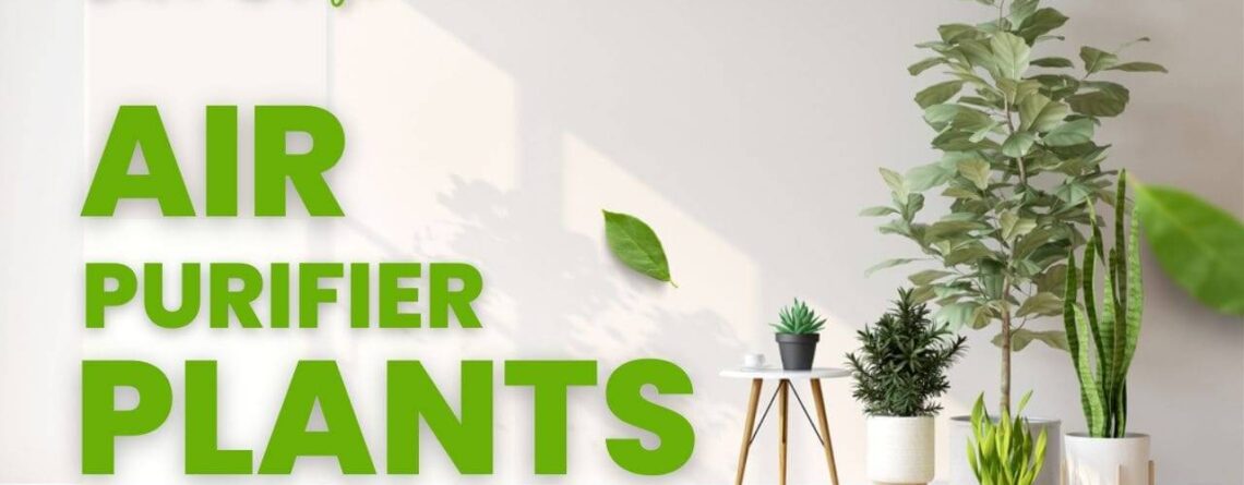 Air Purifying Plants