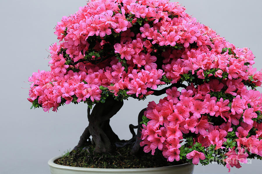 Bonsai Plants
