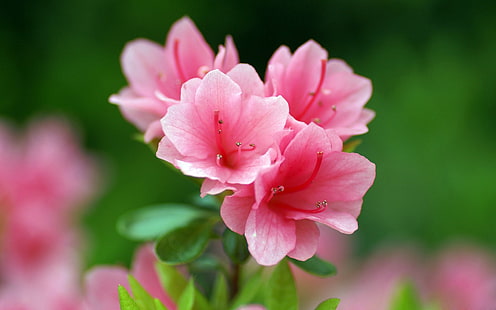 Product: Azalea