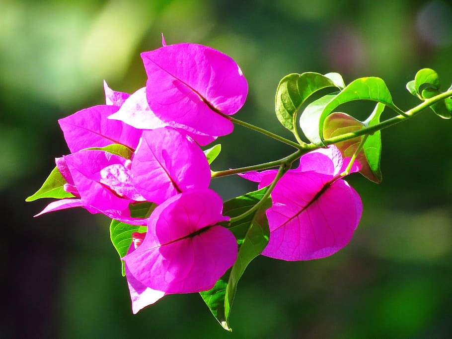 Product: Bougainvillea