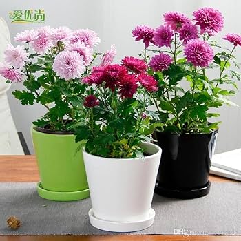 Product: Chrysanthemum