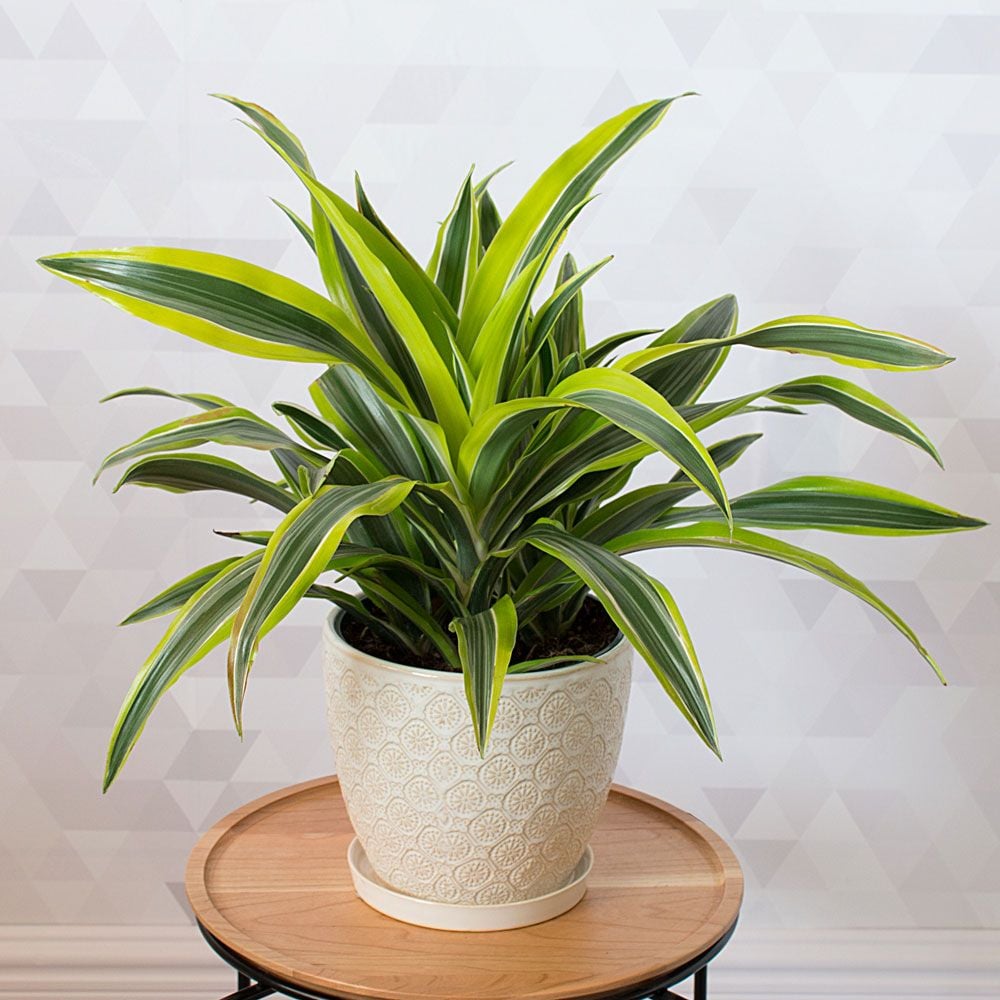 Product: Dracaena
