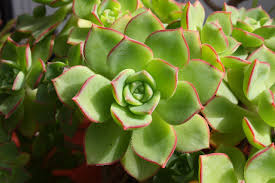 Product: Echeveria