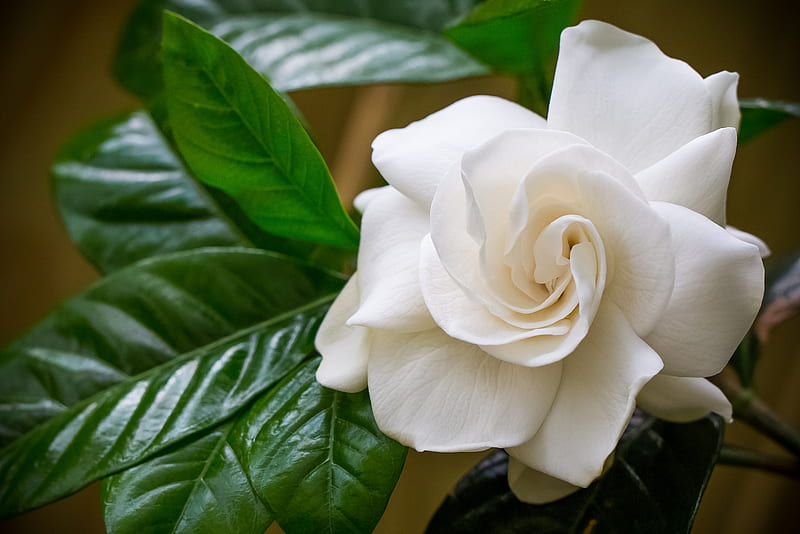 Product: Gardenia