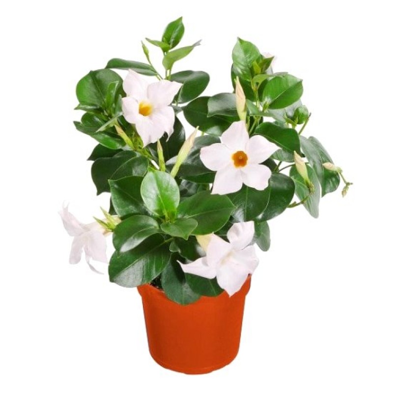Product: Mandevilla