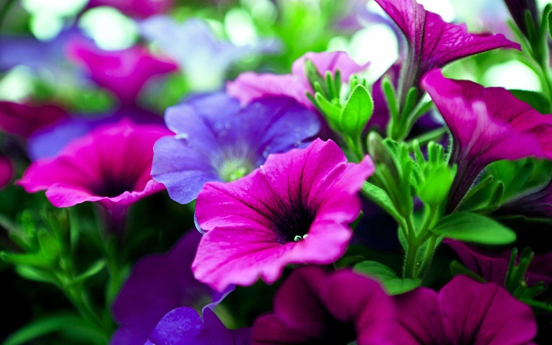 Product: Petunia