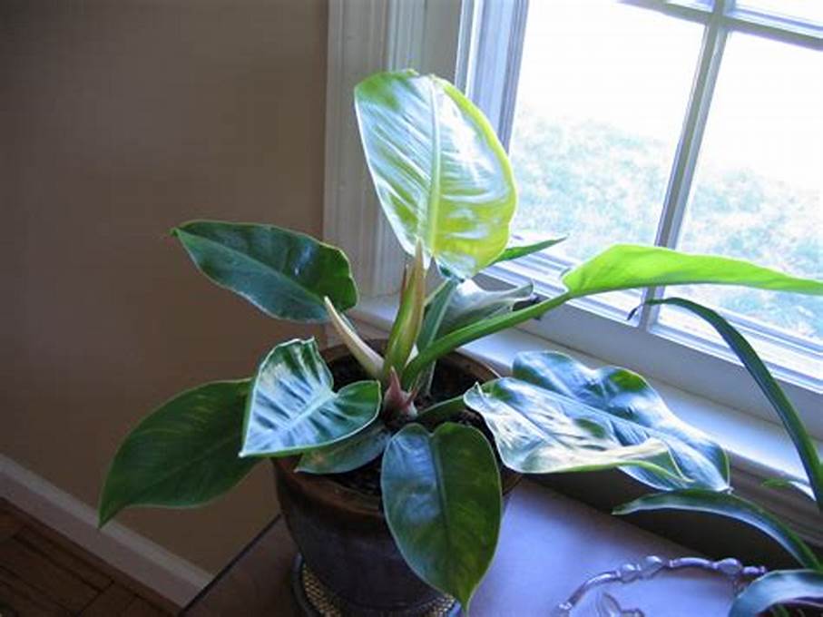 Product: Philodendron