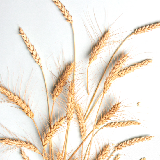 Icon for Rice